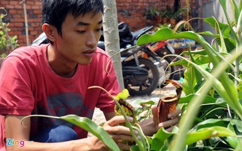 Les plantes carnivores, un loisir qui séduit de plus en plus de saigonais - ảnh 9